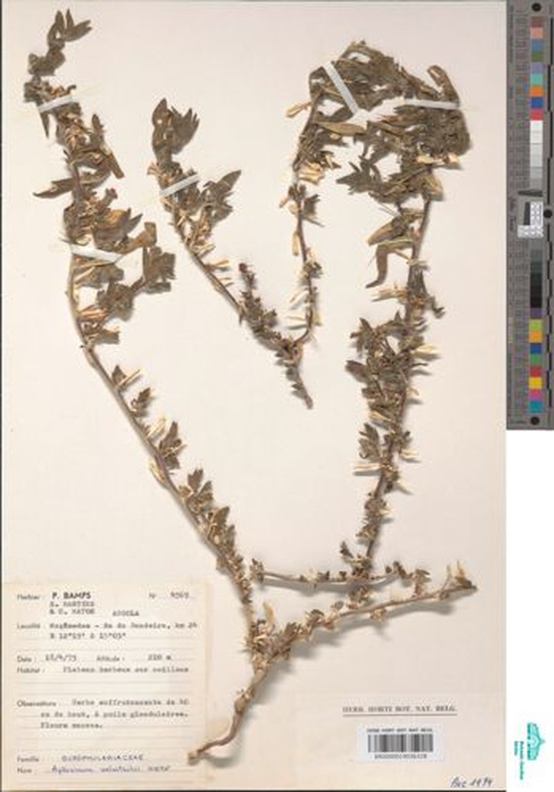 Aptosimum welwitschii photo 2