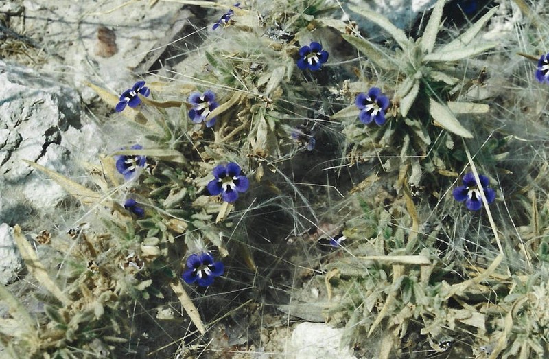 Aptosimum welwitschii