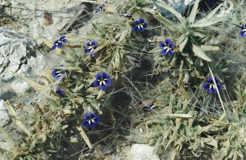 Aptosimum welwitschii photo 3