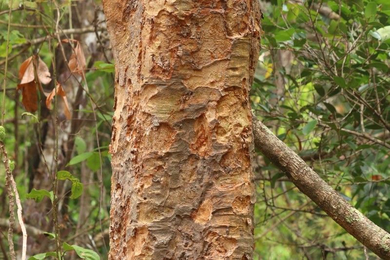 Apuleia leiocarpa