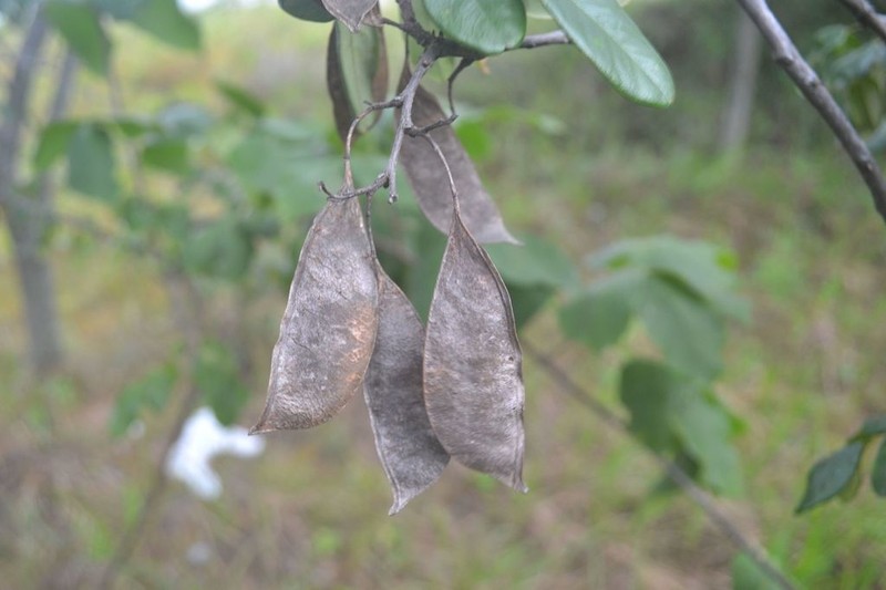 Apuleia leiocarpa photo 3
