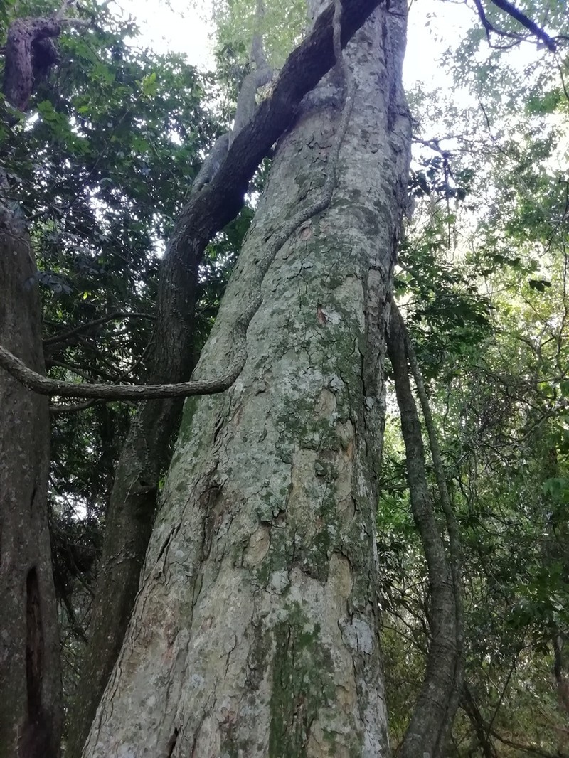 Apuleia leiocarpa photo 4