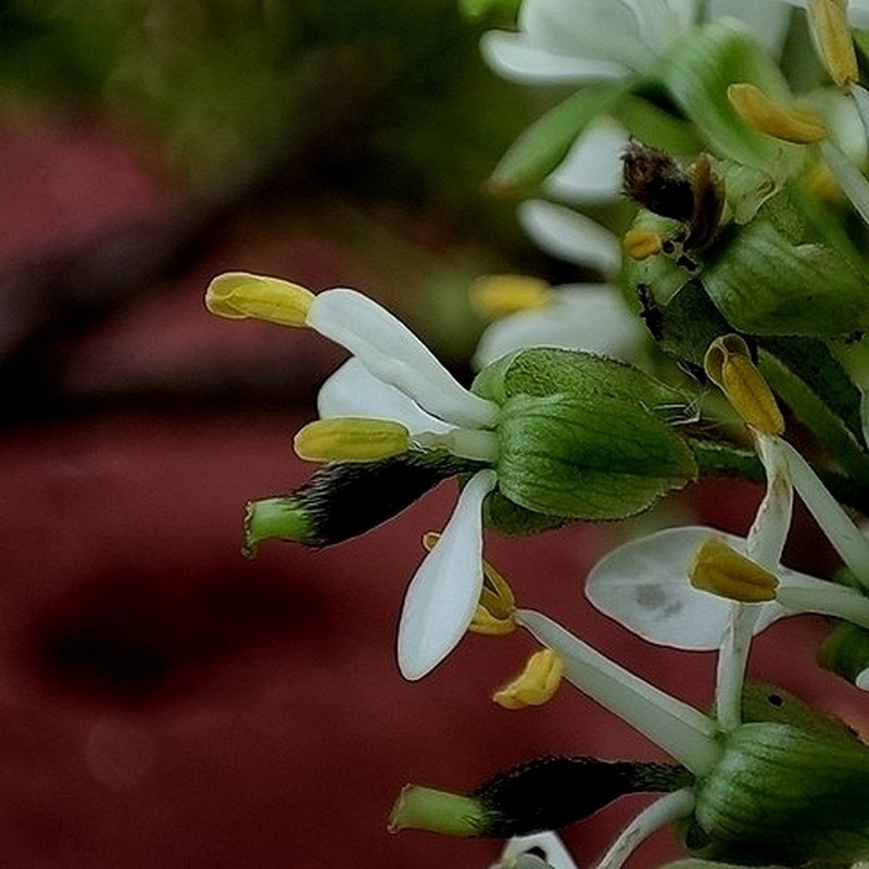 Apuleia leiocarpa photo 5