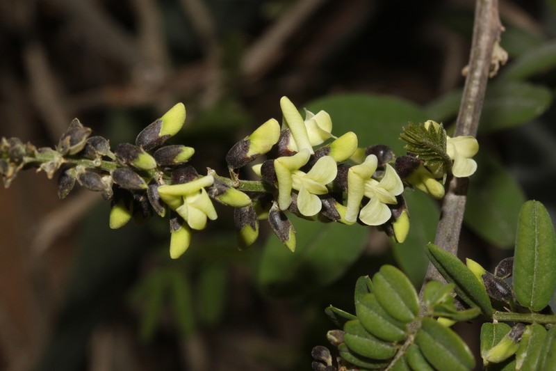 Apurimacia boliviana