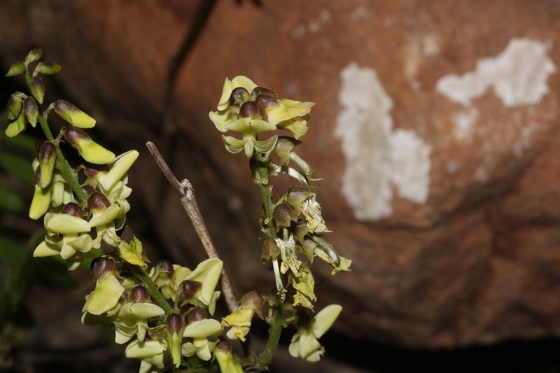 Apurimacia boliviana photo 2