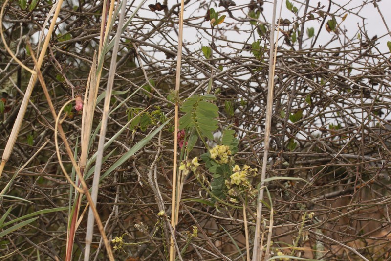 Apurimacia boliviana photo 3