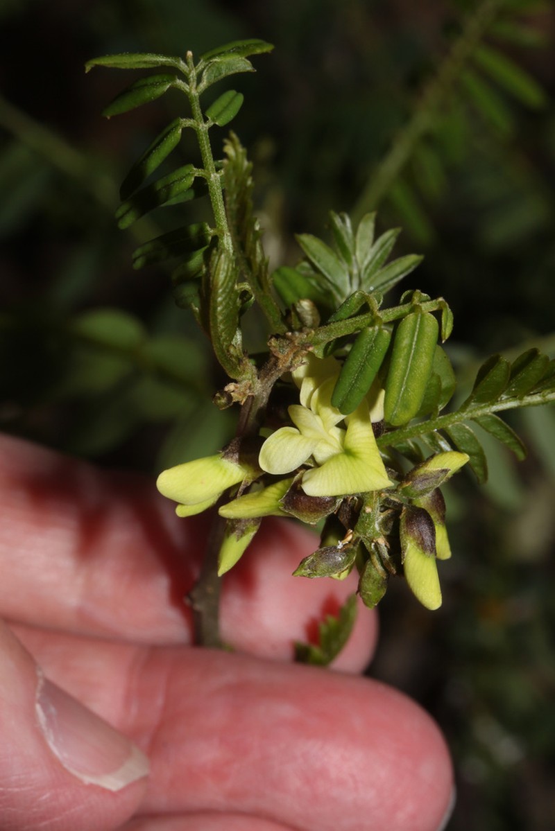 Apurimacia boliviana photo 4