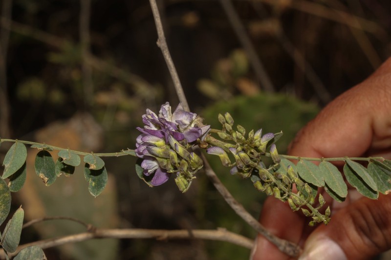 Apurimacia boliviana photo 5