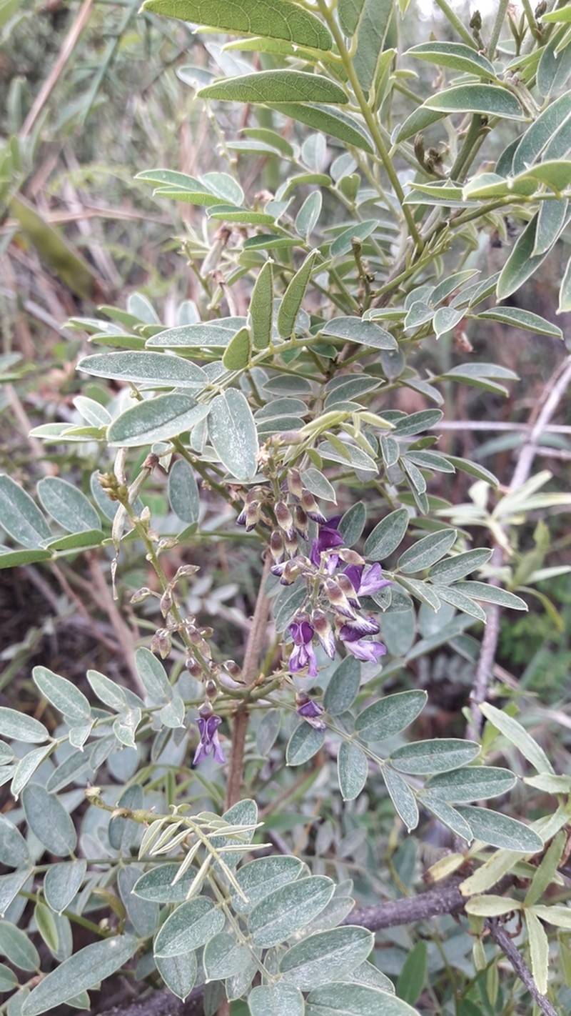 Apurimacia boliviana photo 7