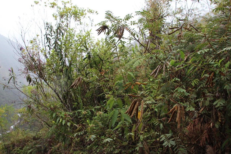 Apurimacia boliviana photo 8