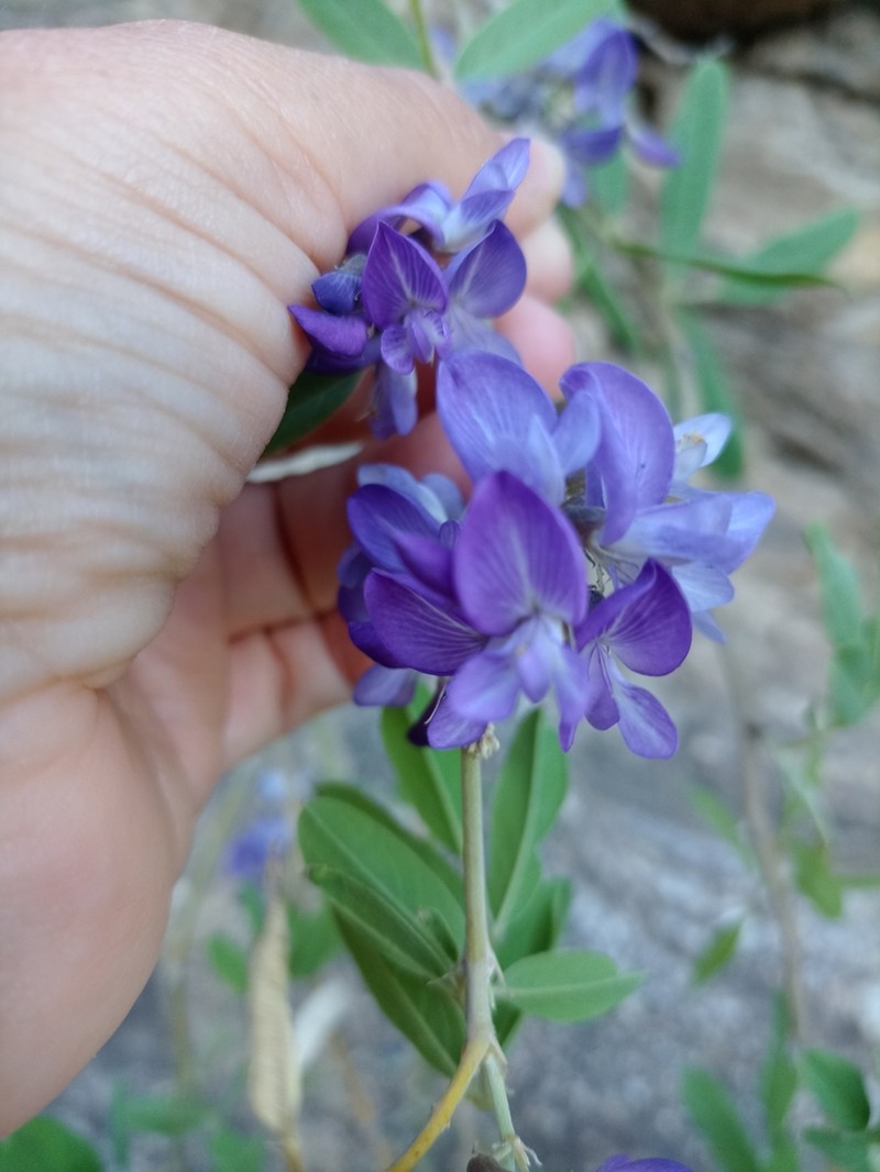 Apurimacia dolichocarpa
