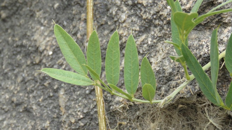 Apurimacia dolichocarpa photo 3
