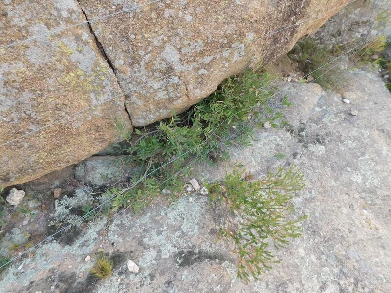 Apurimacia dolichocarpa photo 4