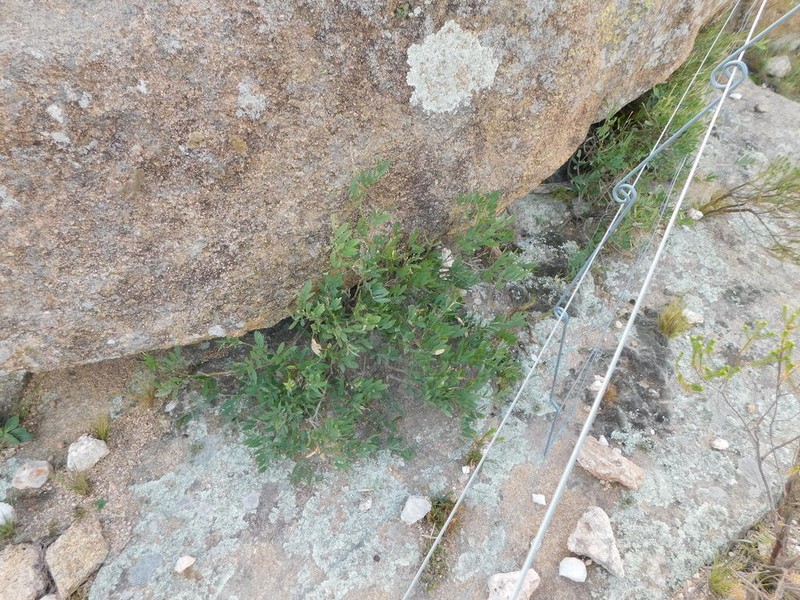 Apurimacia dolichocarpa photo 5