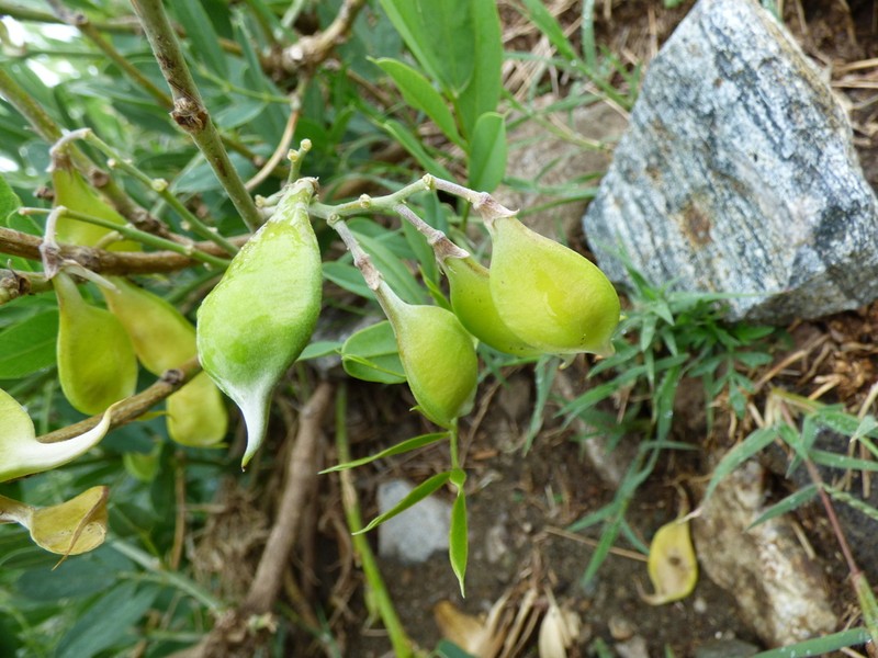 Apurimacia dolichocarpa photo 6