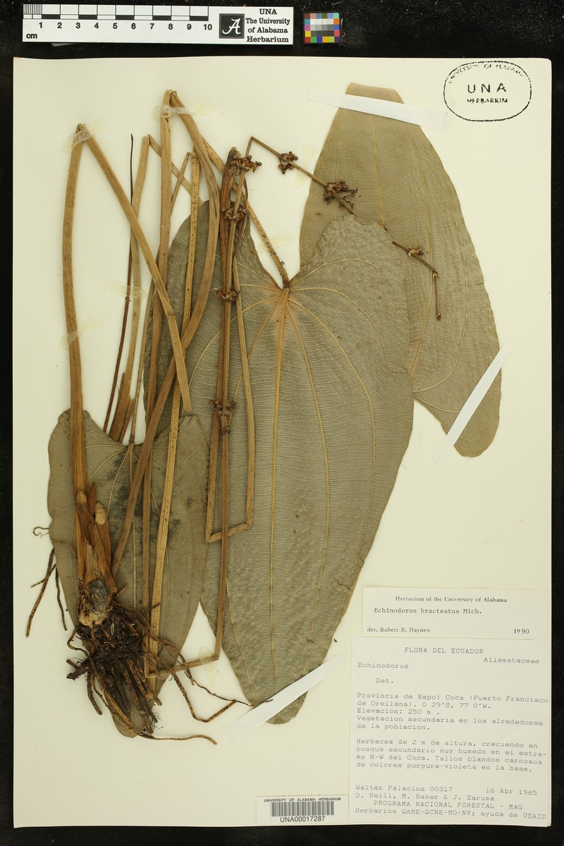 Aquarius bracteatus