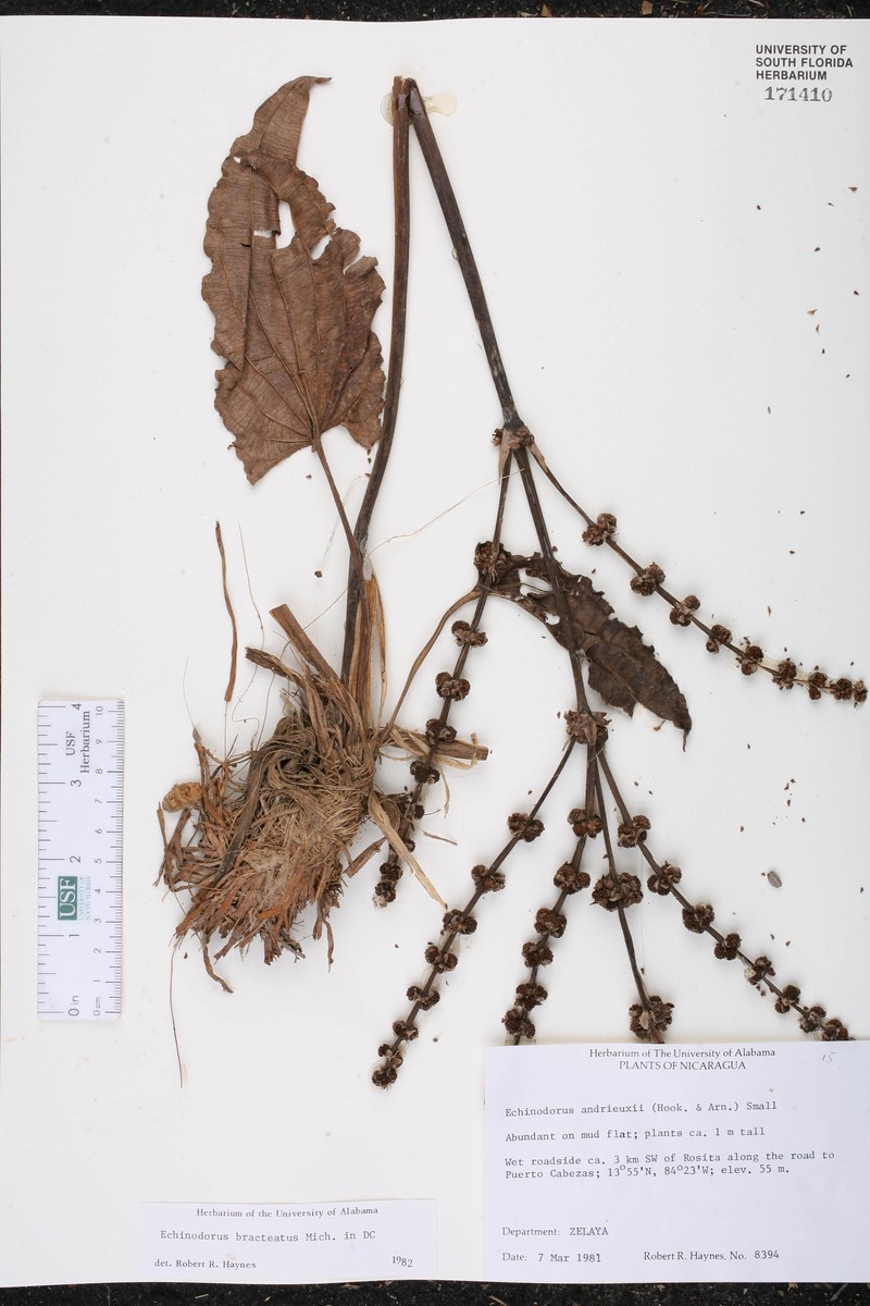 Aquarius bracteatus photo 2