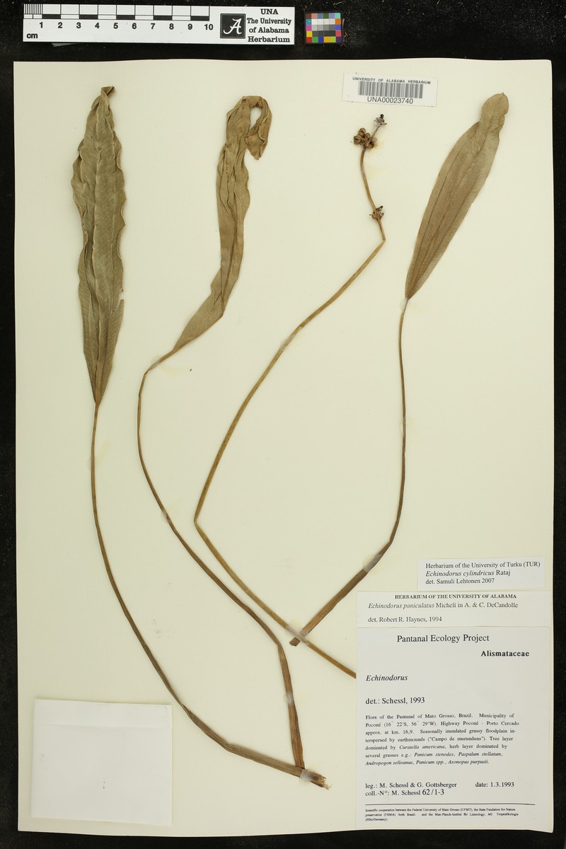 Aquarius cylindricus