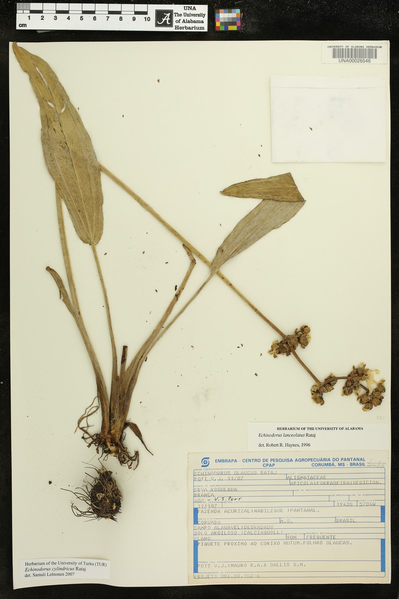 Aquarius cylindricus photo 2