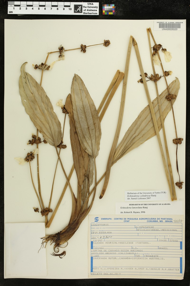 Aquarius cylindricus photo 3