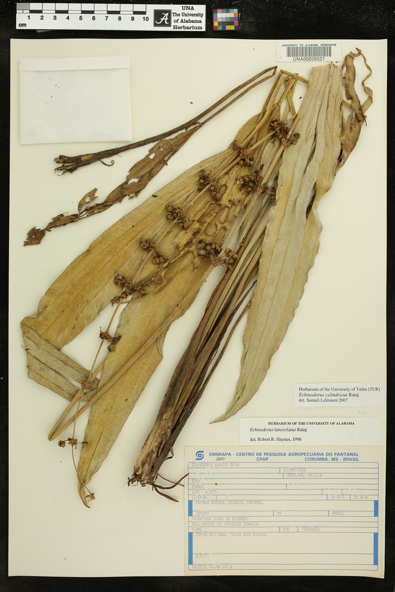 Aquarius cylindricus photo 5