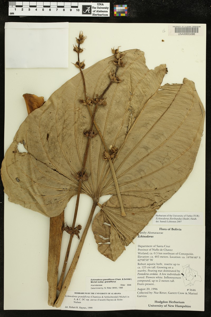Aquarius floribundus