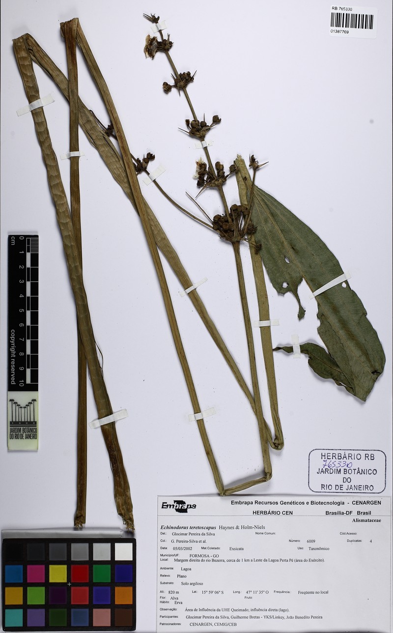 Aquarius glaucus
