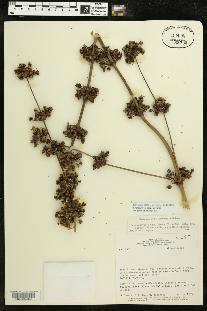 Aquarius glaucus photo 4