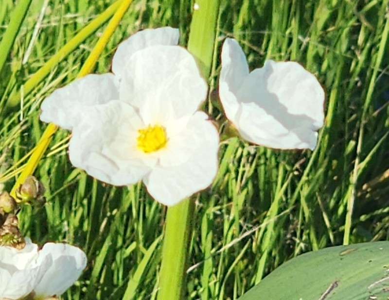 Florida Burhead