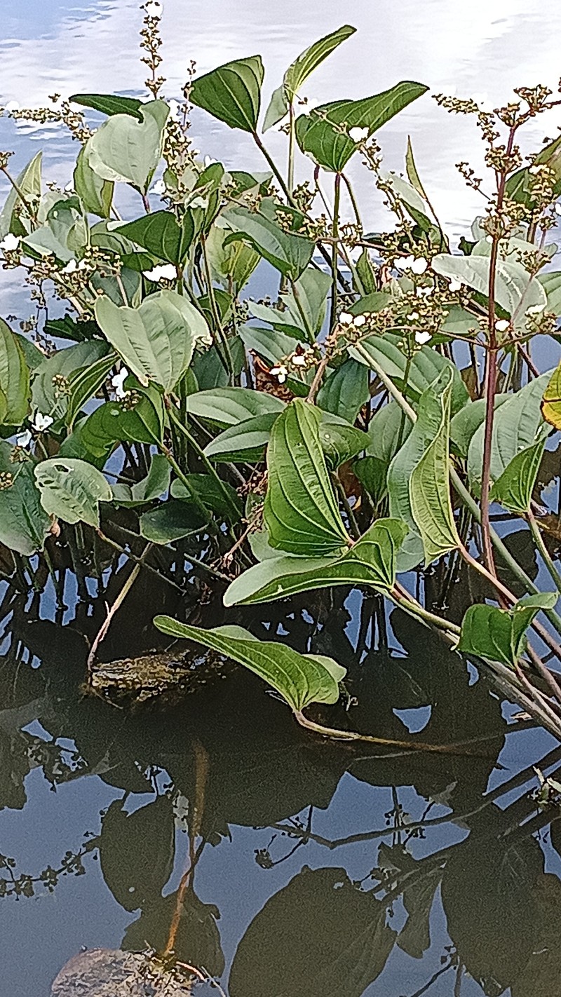Florida Burhead photo 2