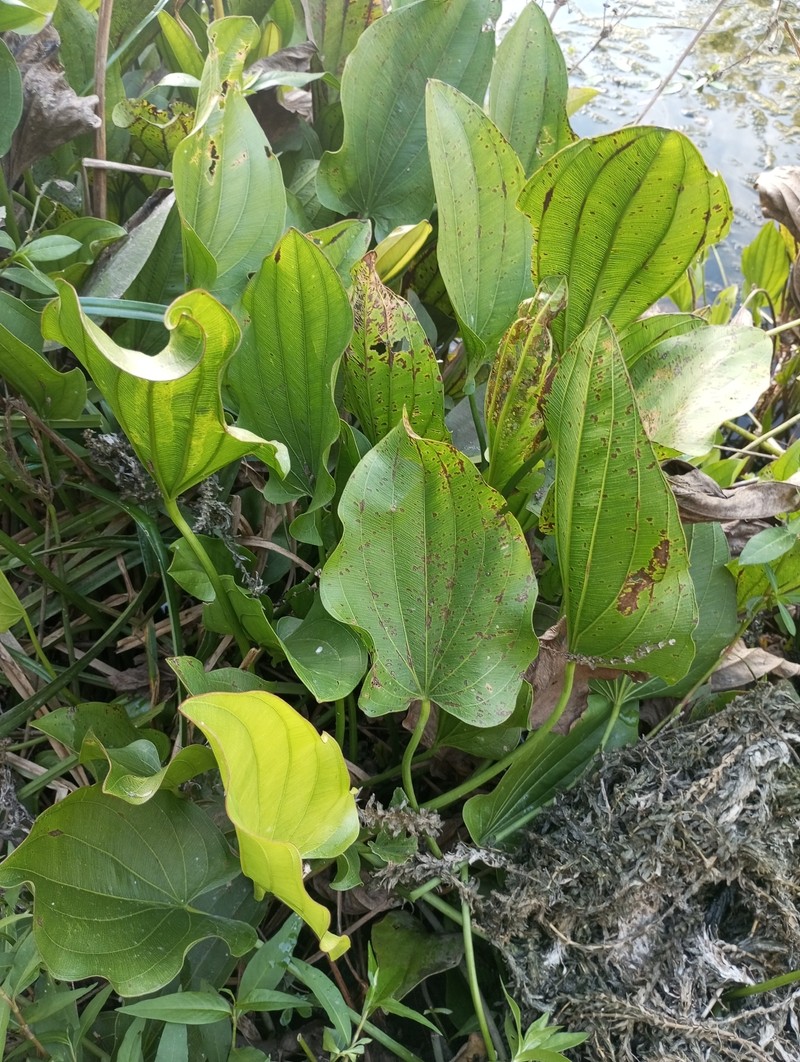 Florida Burhead photo 8