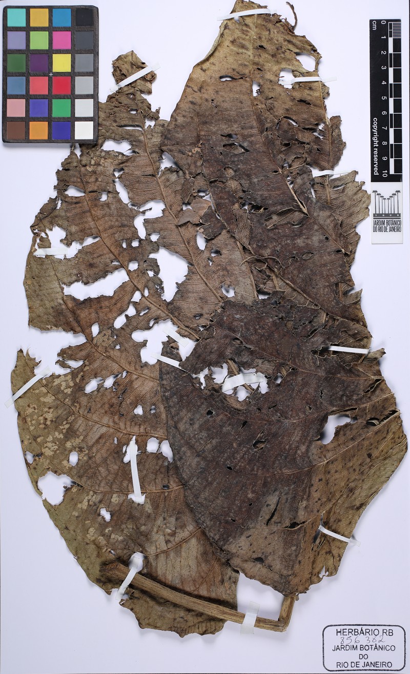 Aquarius macrophyllus