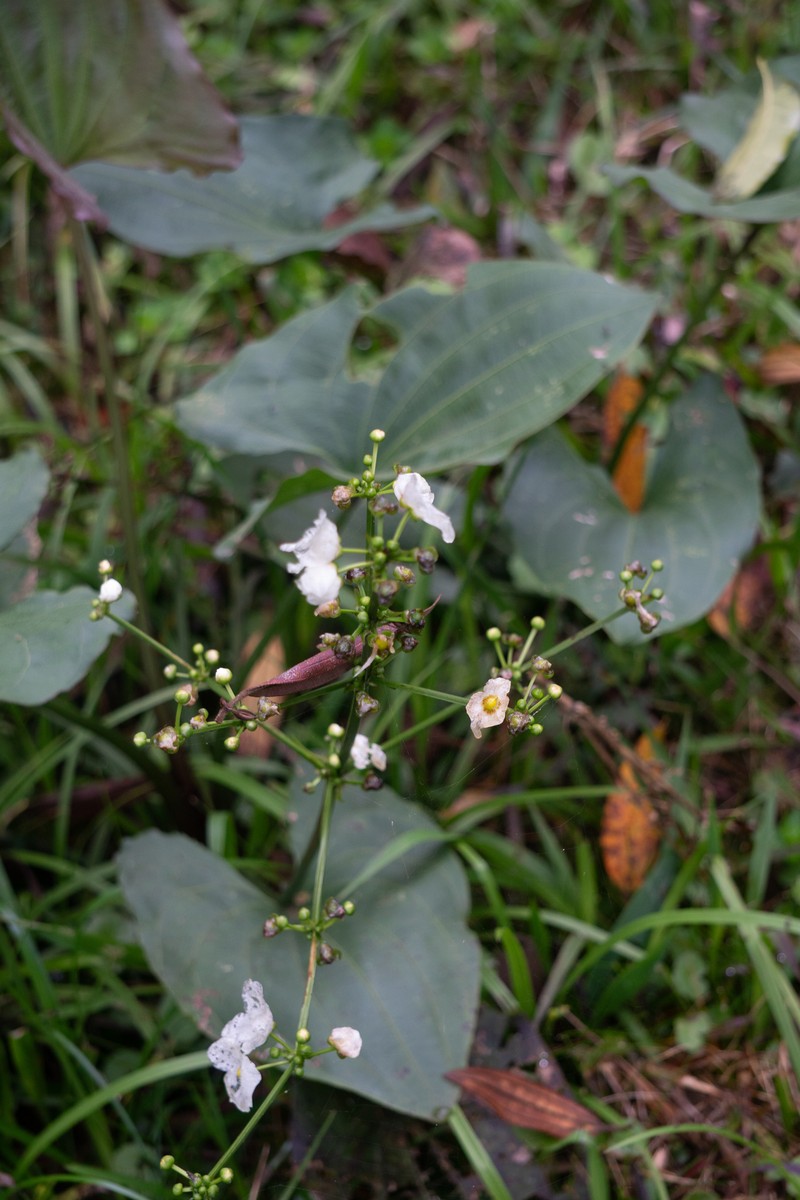 Aquarius macrophyllus photo 3
