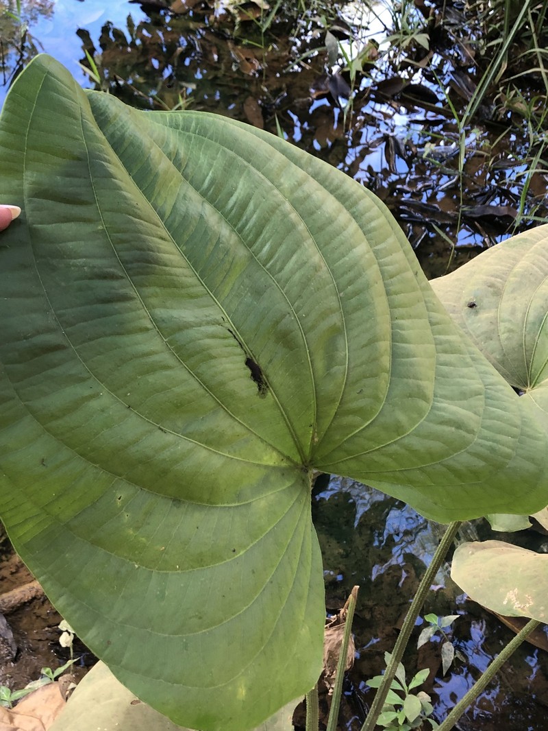 Aquarius macrophyllus photo 4