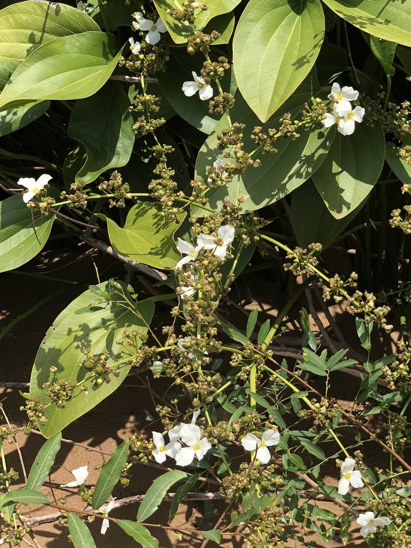 Aquarius macrophyllus photo 5