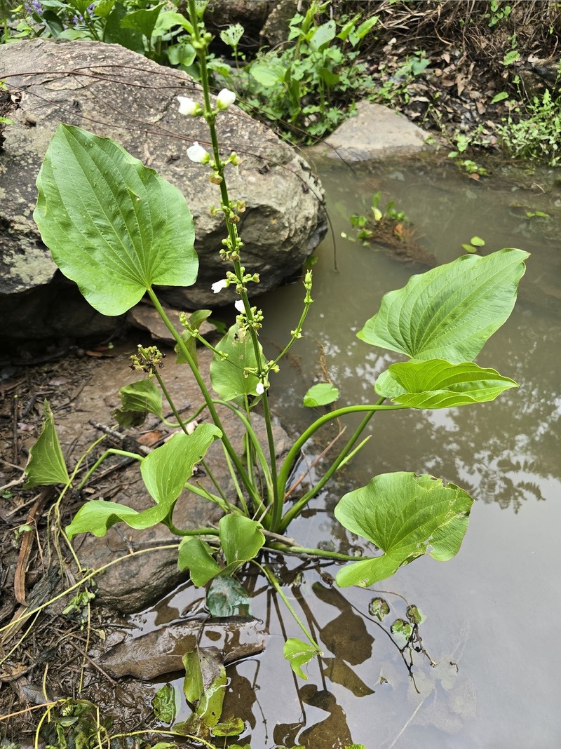 Aquarius palifolius