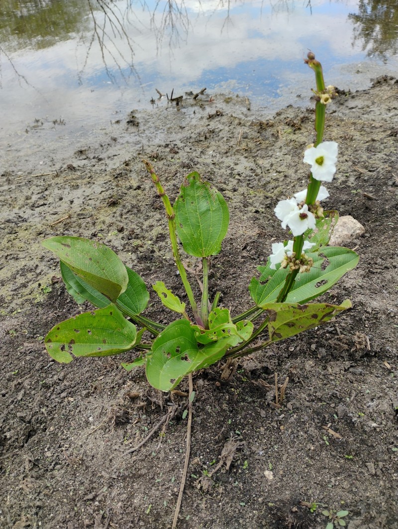 Aquarius palifolius photo 2