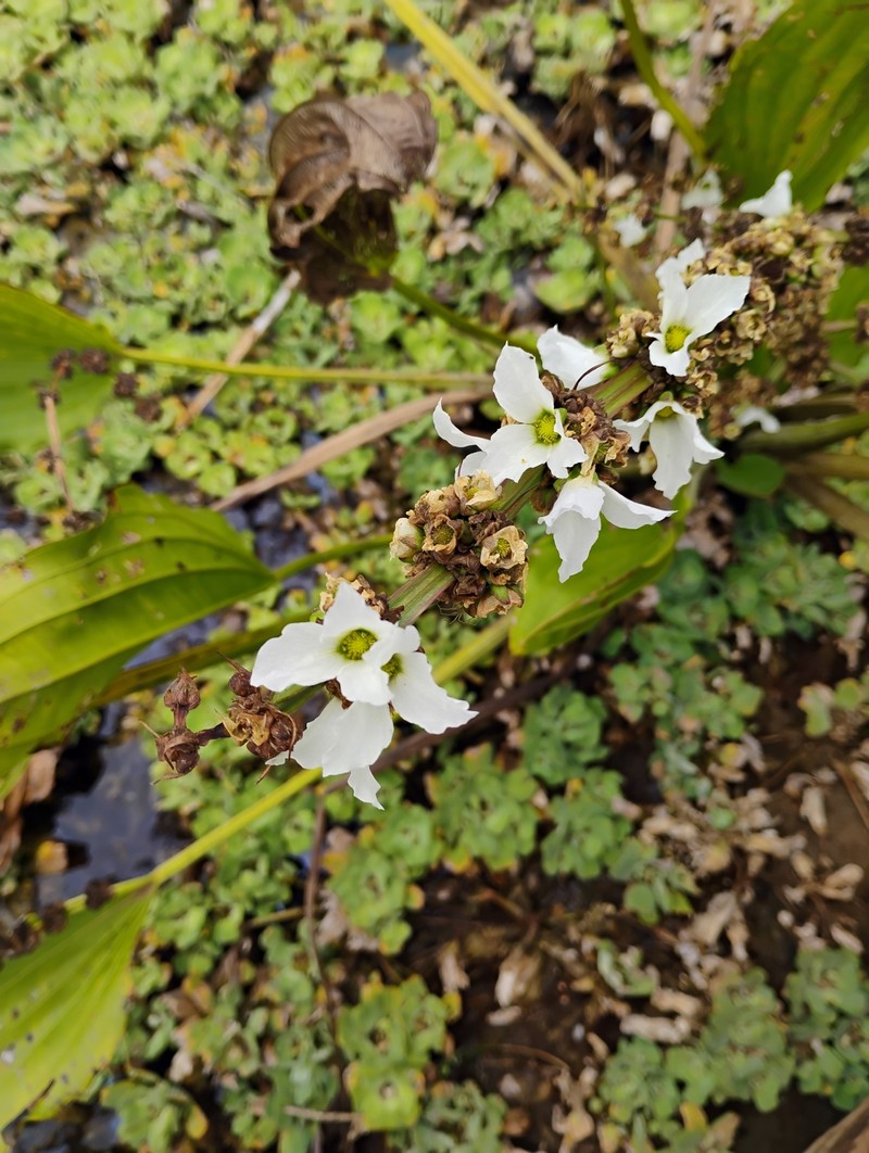 Aquarius palifolius photo 3
