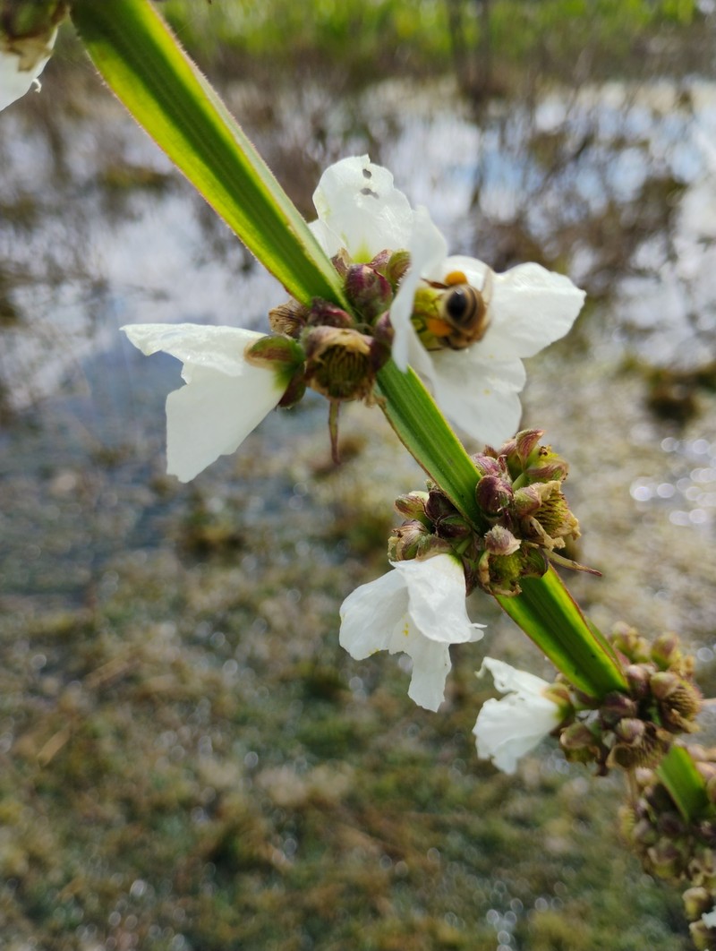 Aquarius palifolius photo 4
