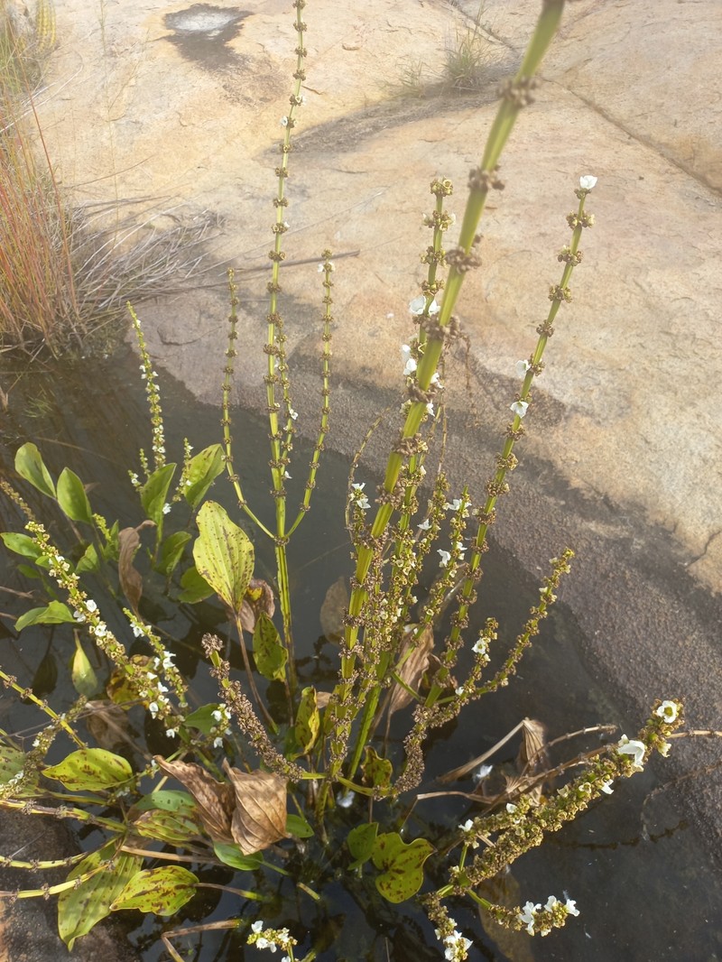 Aquarius palifolius photo 5