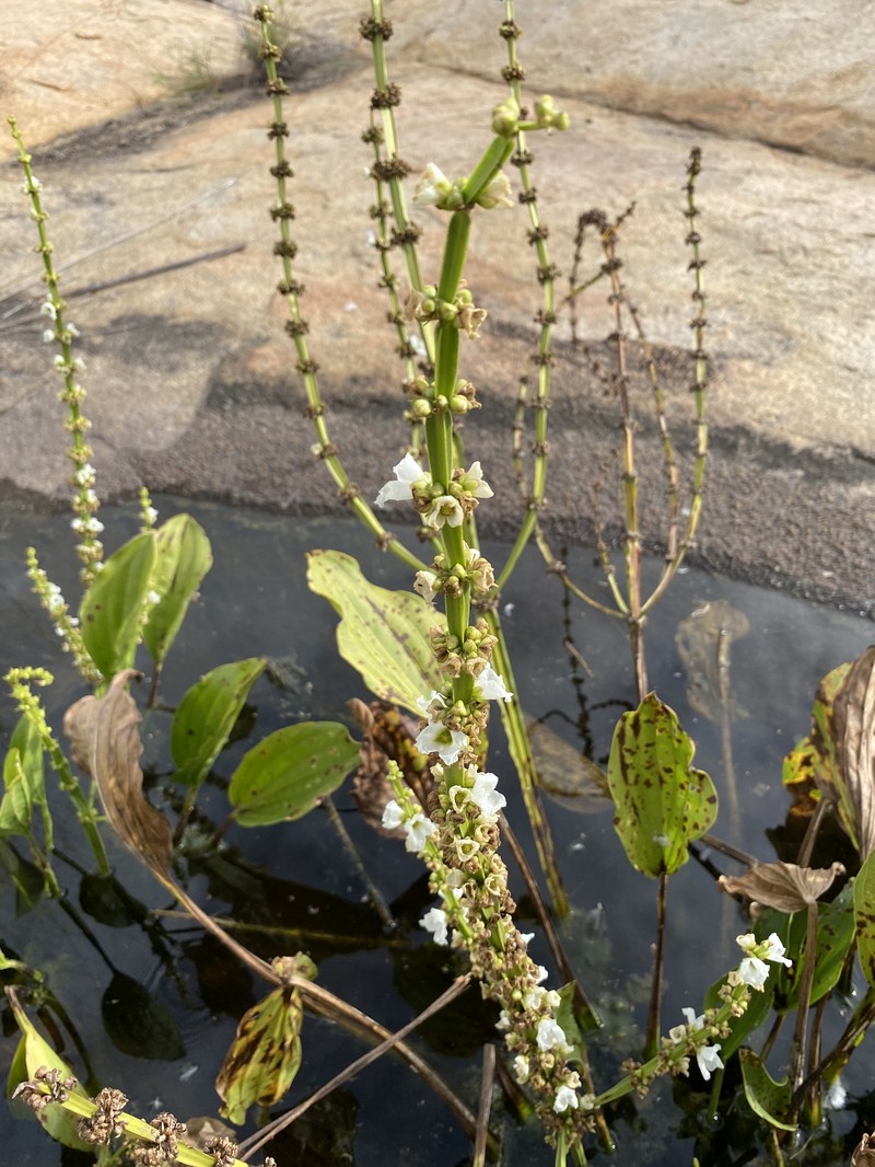 Aquarius palifolius photo 6