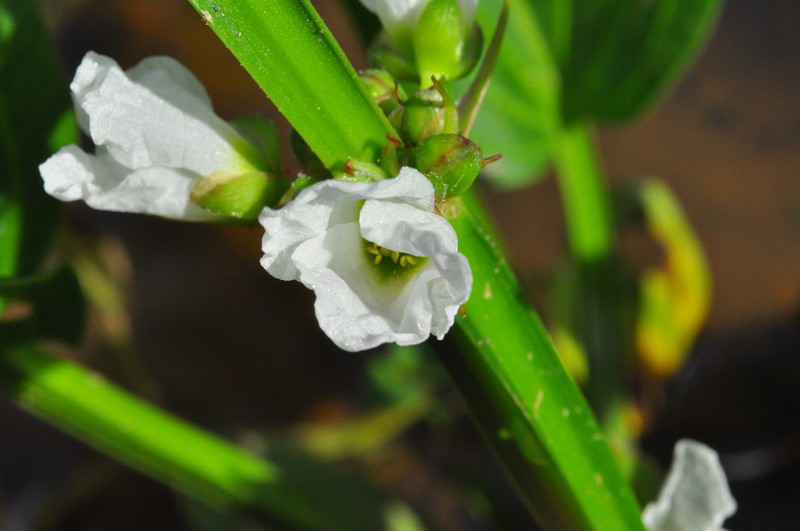 Aquarius palifolius photo 7