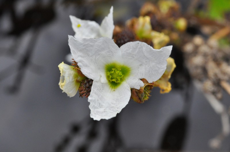 Aquarius palifolius photo 8