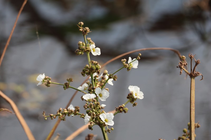 Aquarius paniculatus