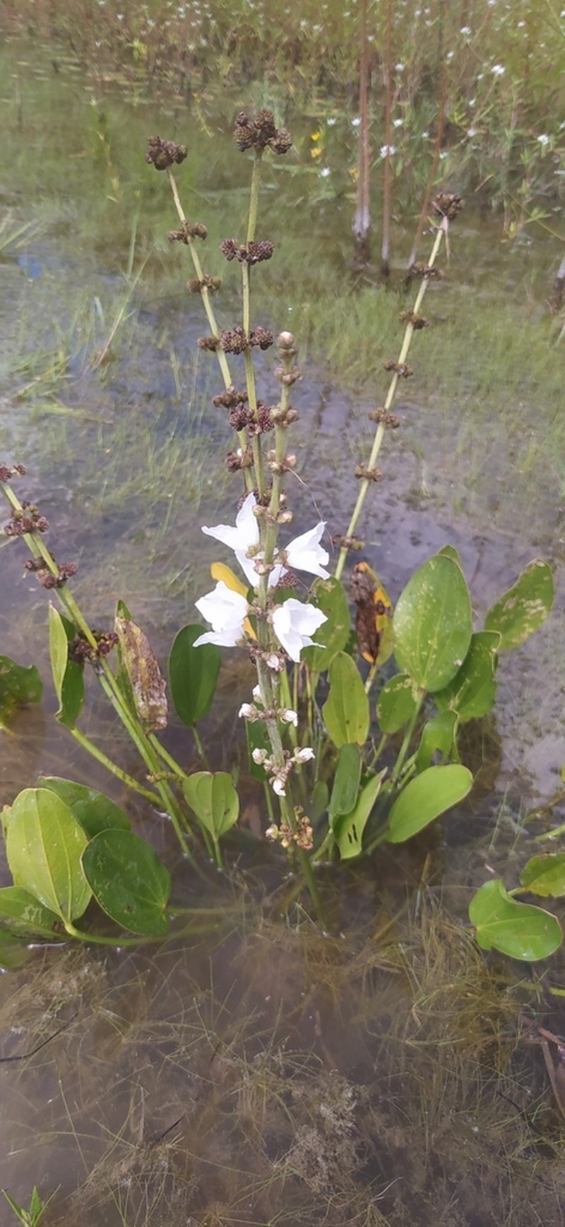 Aquarius pubescens
