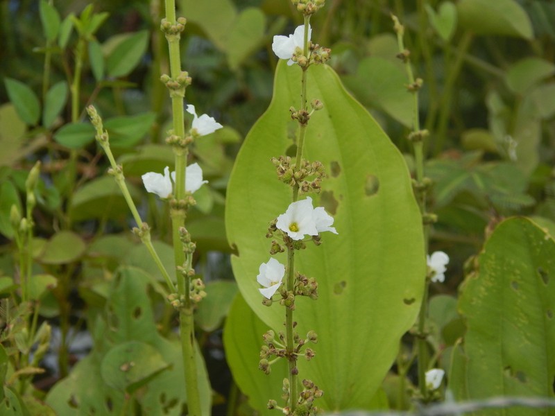 Aquarius pubescens photo 2