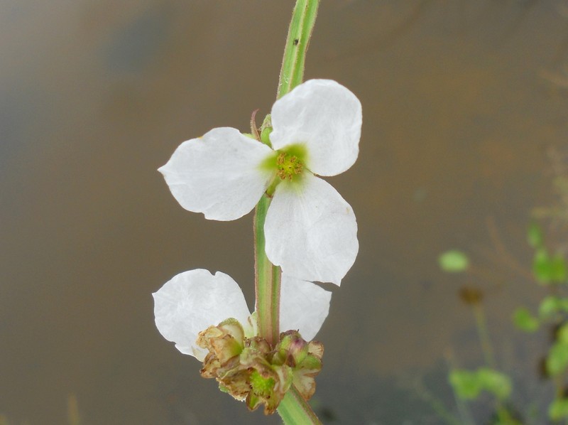 Aquarius pubescens photo 3
