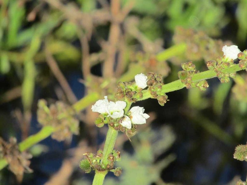 Aquarius pubescens photo 4