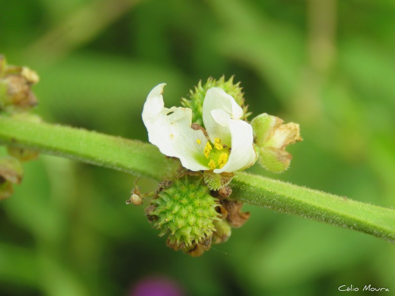 Aquarius pubescens photo 5