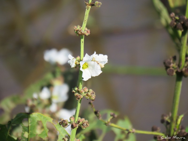 Aquarius pubescens photo 6